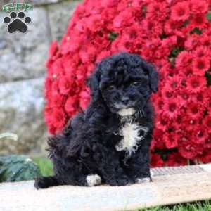 Blake, Shih-Poo Puppy