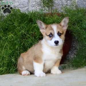 Blake, Pembroke Welsh Corgi Puppy