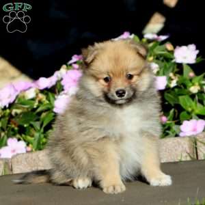 Blake, Pomeranian Puppy