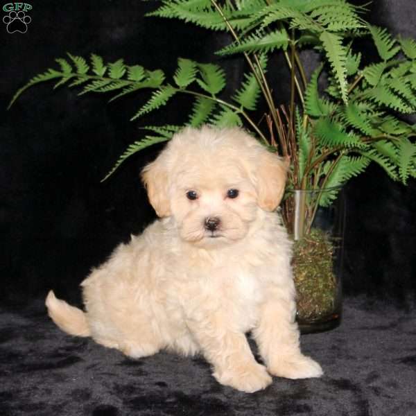 Bliss, Maltipoo Puppy