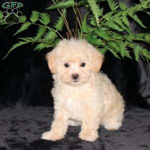 Bliss, Maltipoo Puppy