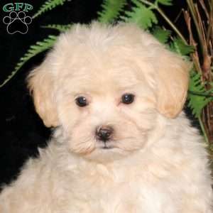 Bliss, Maltipoo Puppy