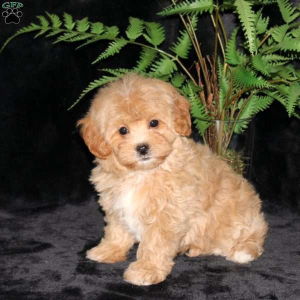 Blossom, Maltipoo Puppy