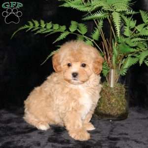 Blossom, Maltipoo Puppy