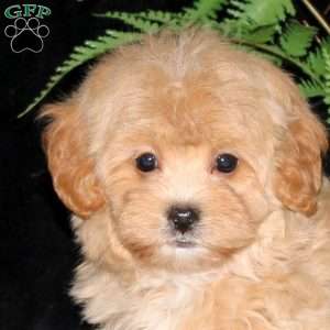 Blossom, Maltipoo Puppy
