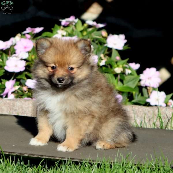 Blossom, Pomeranian Puppy