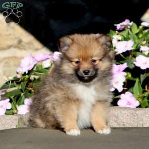 Blossom, Pomeranian Puppy