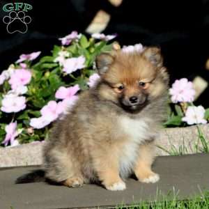 Blossom, Pomeranian Puppy
