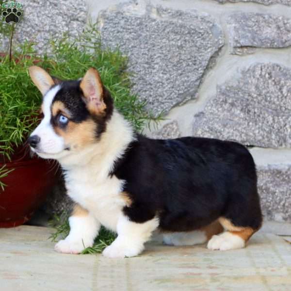 Blue, Pembroke Welsh Corgi Puppy