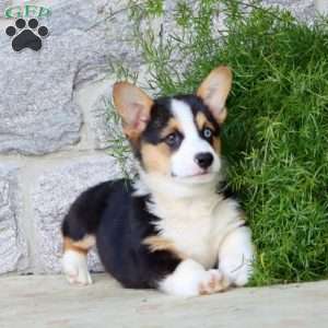 Blue, Pembroke Welsh Corgi Puppy