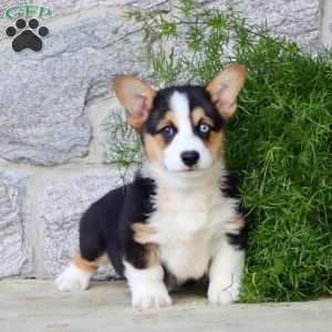 Blue, Pembroke Welsh Corgi Puppy