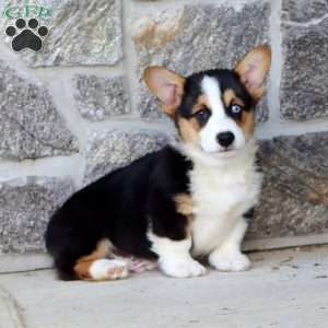 Blue, Pembroke Welsh Corgi Puppy
