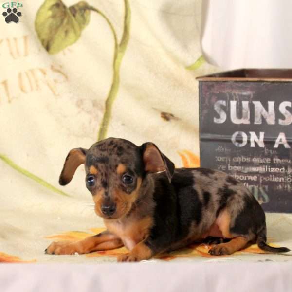 Bluey, Chiweenie Puppy