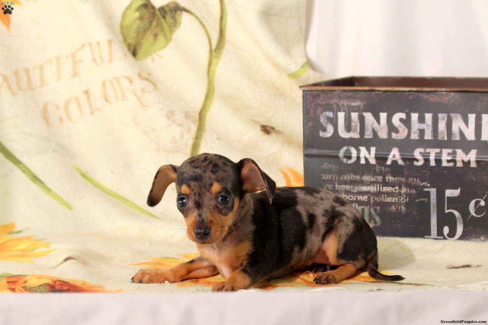 Bluey (Chiweenie, Female) in Ephrata, PA