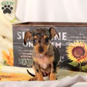 Bluey, Chiweenie Puppy