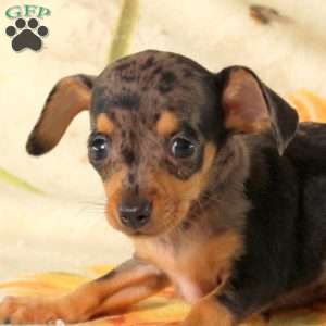 Bluey, Chiweenie Puppy