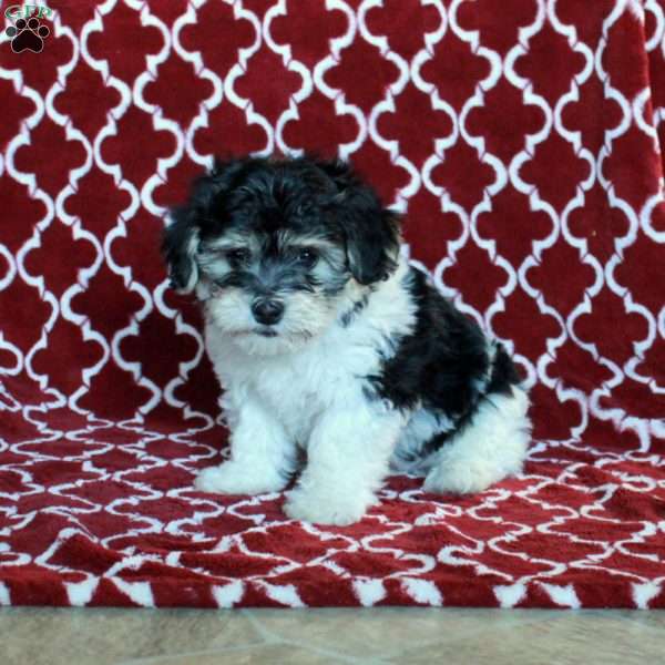 Bo, Yorkie-Chon Puppy