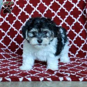 Bo, Yorkie-Chon Puppy