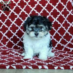Bo, Yorkie-Chon Puppy