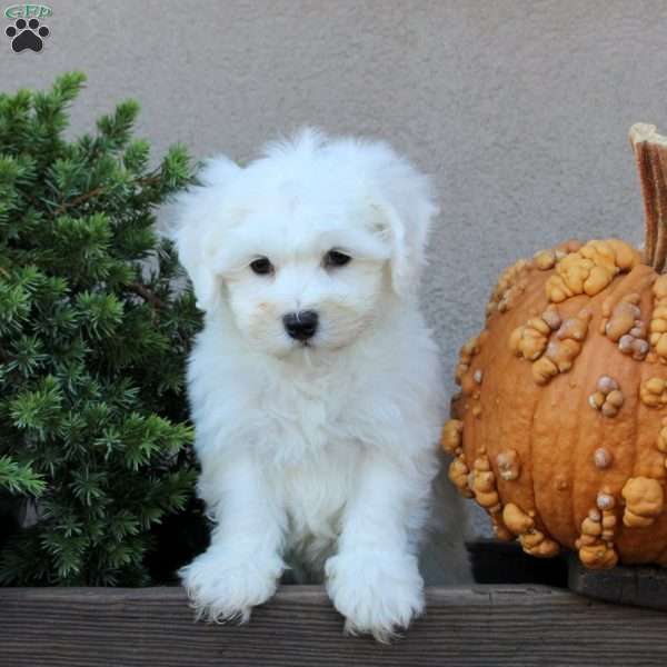Bobby, Bichon Frise Puppy