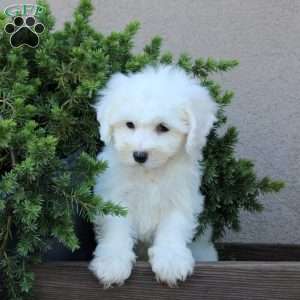 Bobby, Bichon Frise Puppy