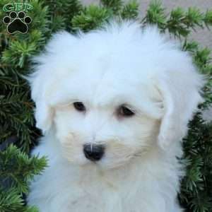 Bobby, Bichon Frise Puppy