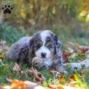 Bogey, Mini Bernedoodle Puppy