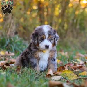 Bogey, Mini Bernedoodle Puppy