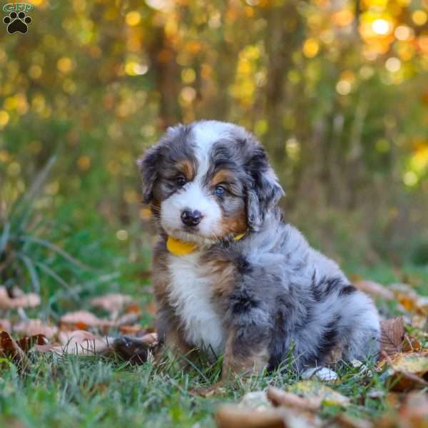 Bogey, Mini Bernedoodle Puppy