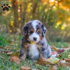 Bogey, Mini Bernedoodle Puppy