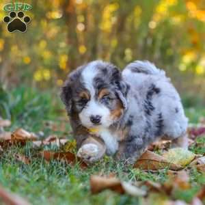 Bogey, Mini Bernedoodle Puppy