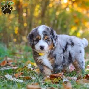 Bogey, Mini Bernedoodle Puppy