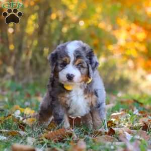 Bogey, Mini Bernedoodle Puppy