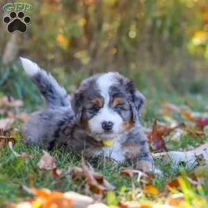 Bogey, Mini Bernedoodle Puppy