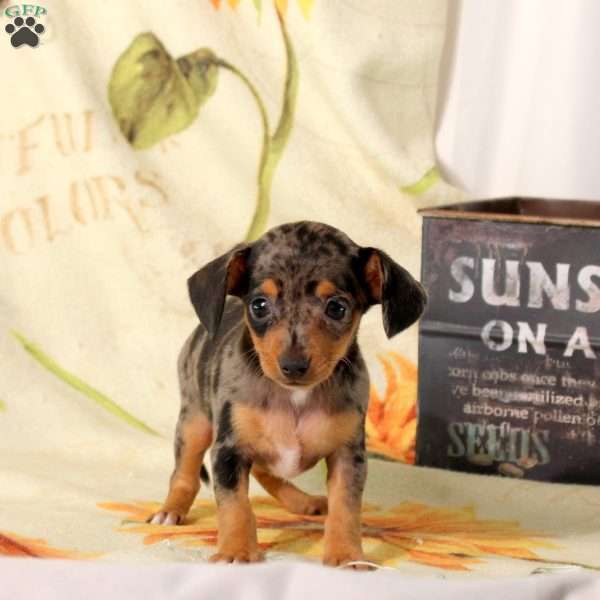 Bonnie, Chiweenie Puppy