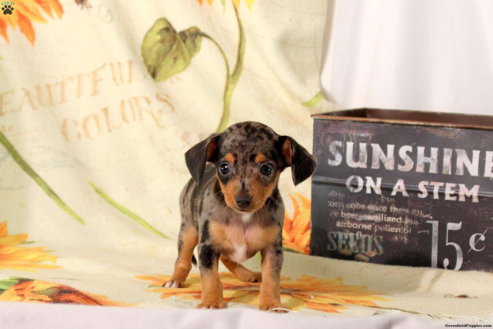 Bonnie (Chiweenie, Female) in Ephrata, PA