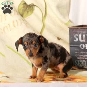 Bonnie, Chiweenie Puppy
