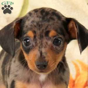Bonnie, Chiweenie Puppy