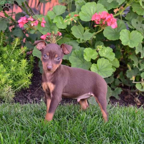 Booker, Miniature Pinscher Puppy