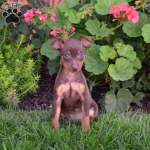 Booker, Miniature Pinscher Puppy