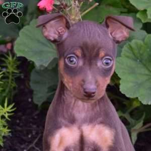 Booker, Miniature Pinscher Puppy