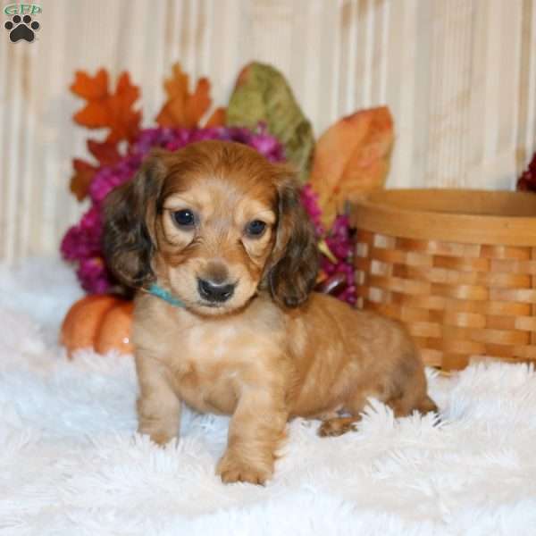 Braden-Mini, Dachshund Puppy
