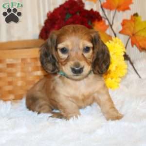 Braden-Mini, Dachshund Puppy