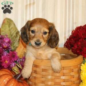 Braden-Mini, Dachshund Puppy