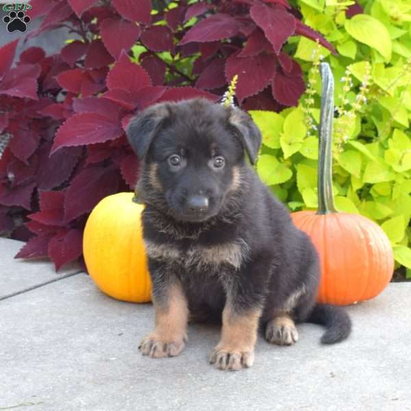 Breezy, German Shepherd Puppy
