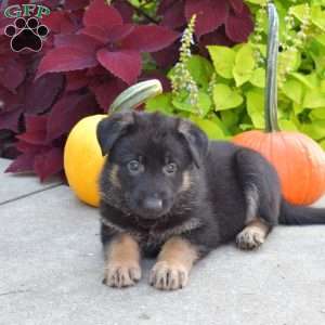 Breezy, German Shepherd Puppy
