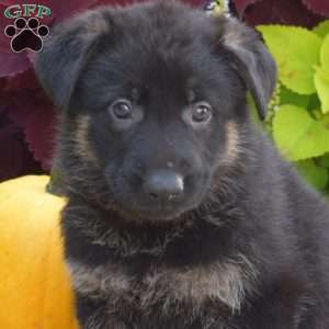 Breezy, German Shepherd Puppy