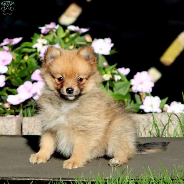 Brenda, Pomeranian Puppy