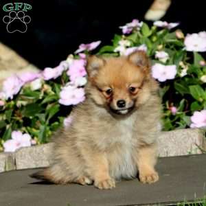 Brenda, Pomeranian Puppy