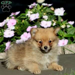 Brenda, Pomeranian Puppy